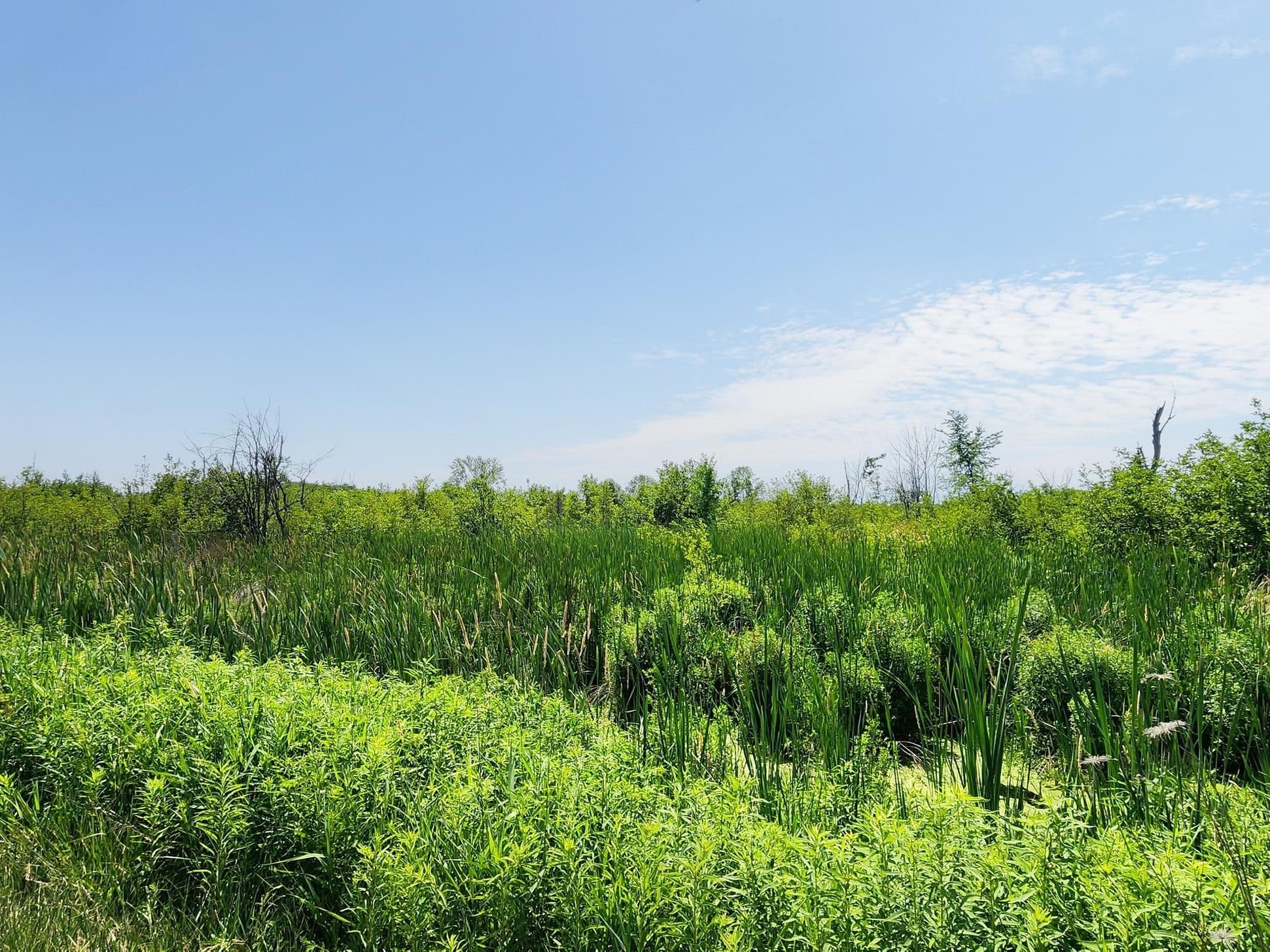 20200 Highway 48 N/A, East Gwillimbury, ON L0G 1M0