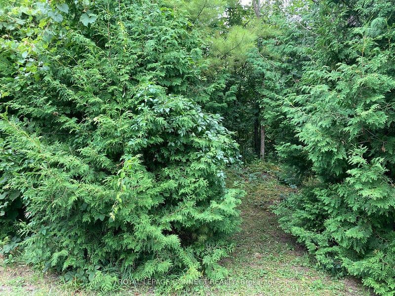 0 Pinecrest Road, Georgina, ON L0E 1N0