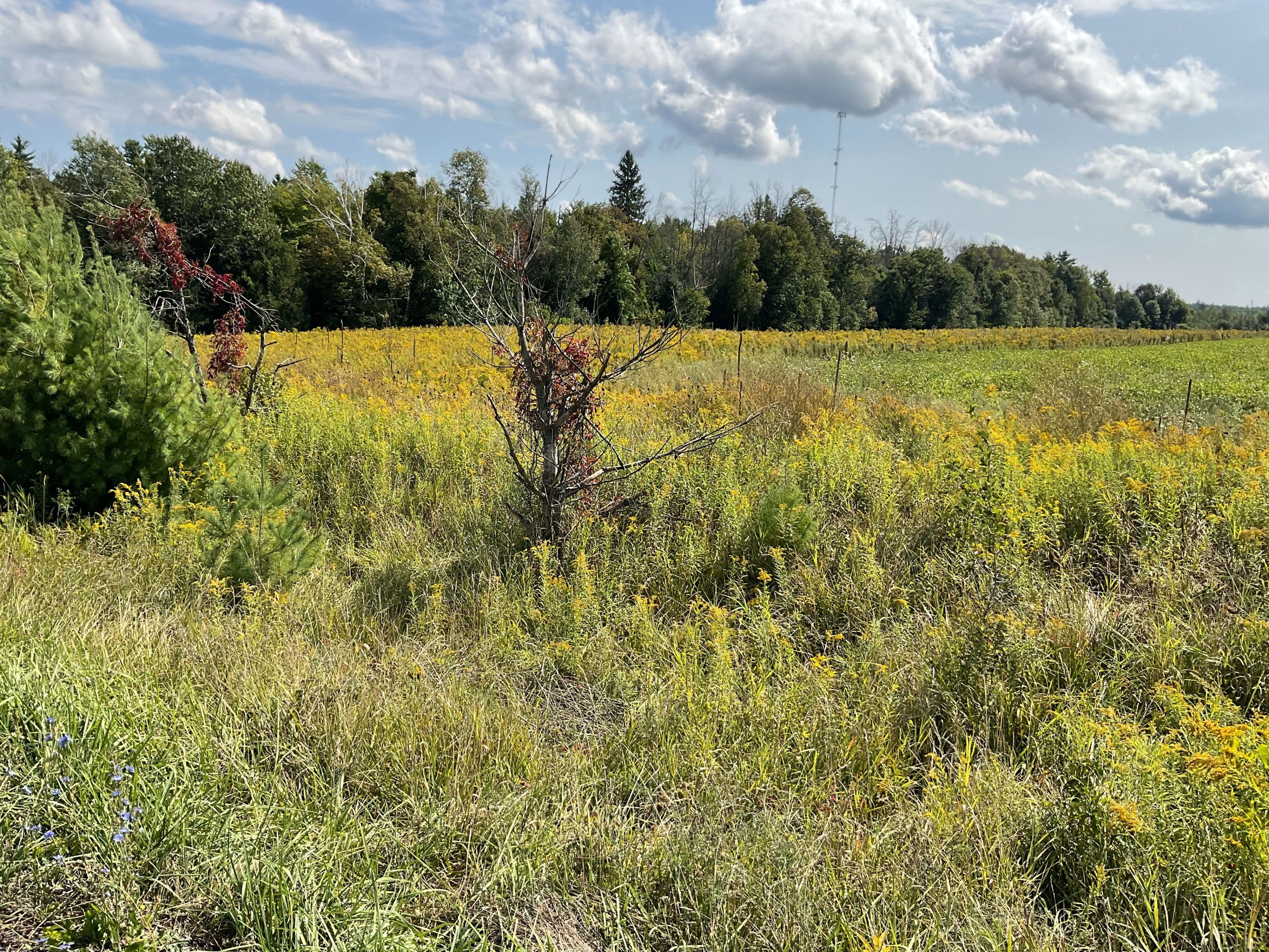 1211 BELLAMY Road, Mississippi Mills, ON K0A 2X0