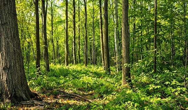 49 Cedar Sands Road, Rideau Lakes, ON K0E 1N0