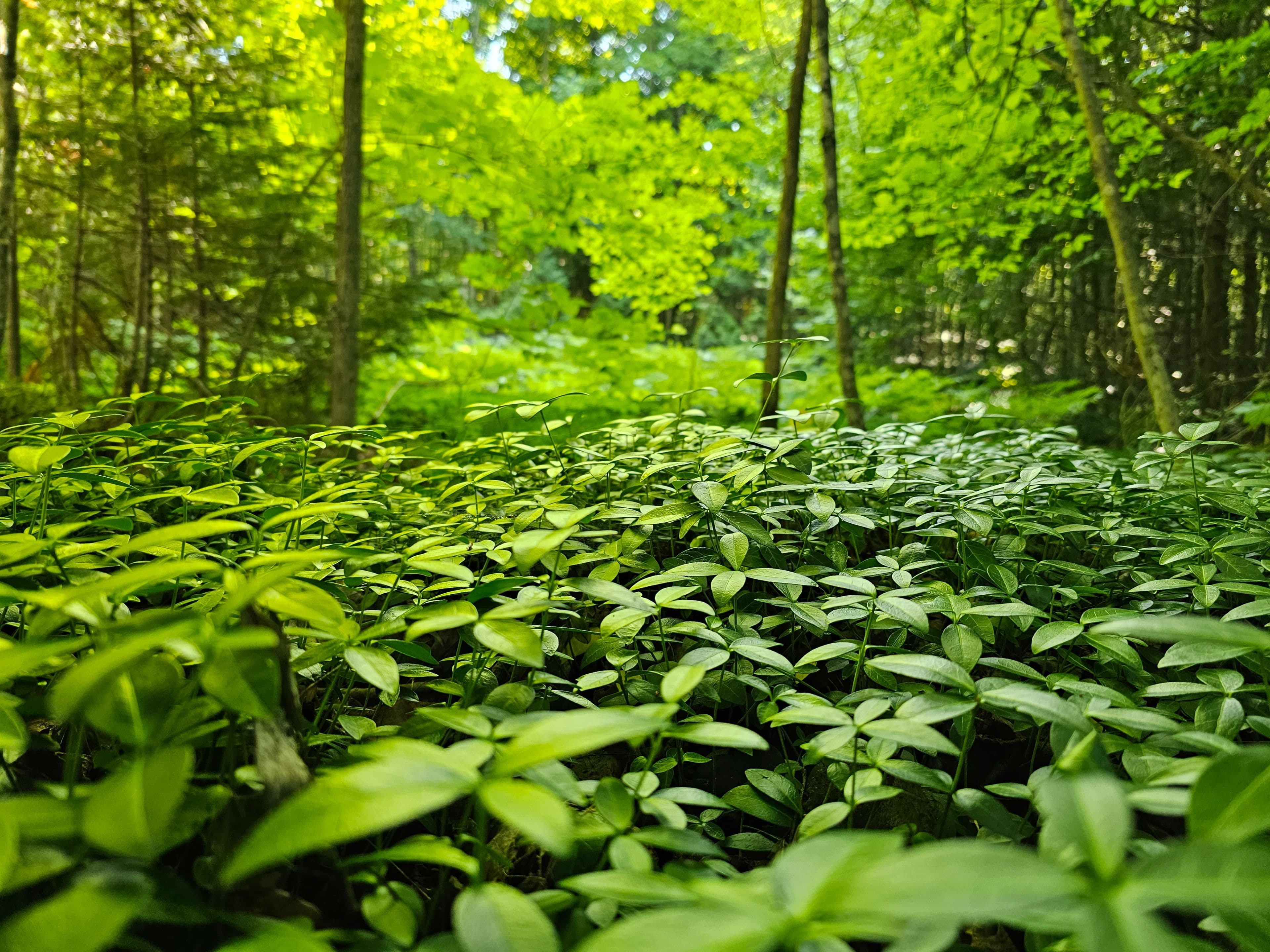 725 Purple Valley Road, South Bruce Peninsula, ON N0H 2T0