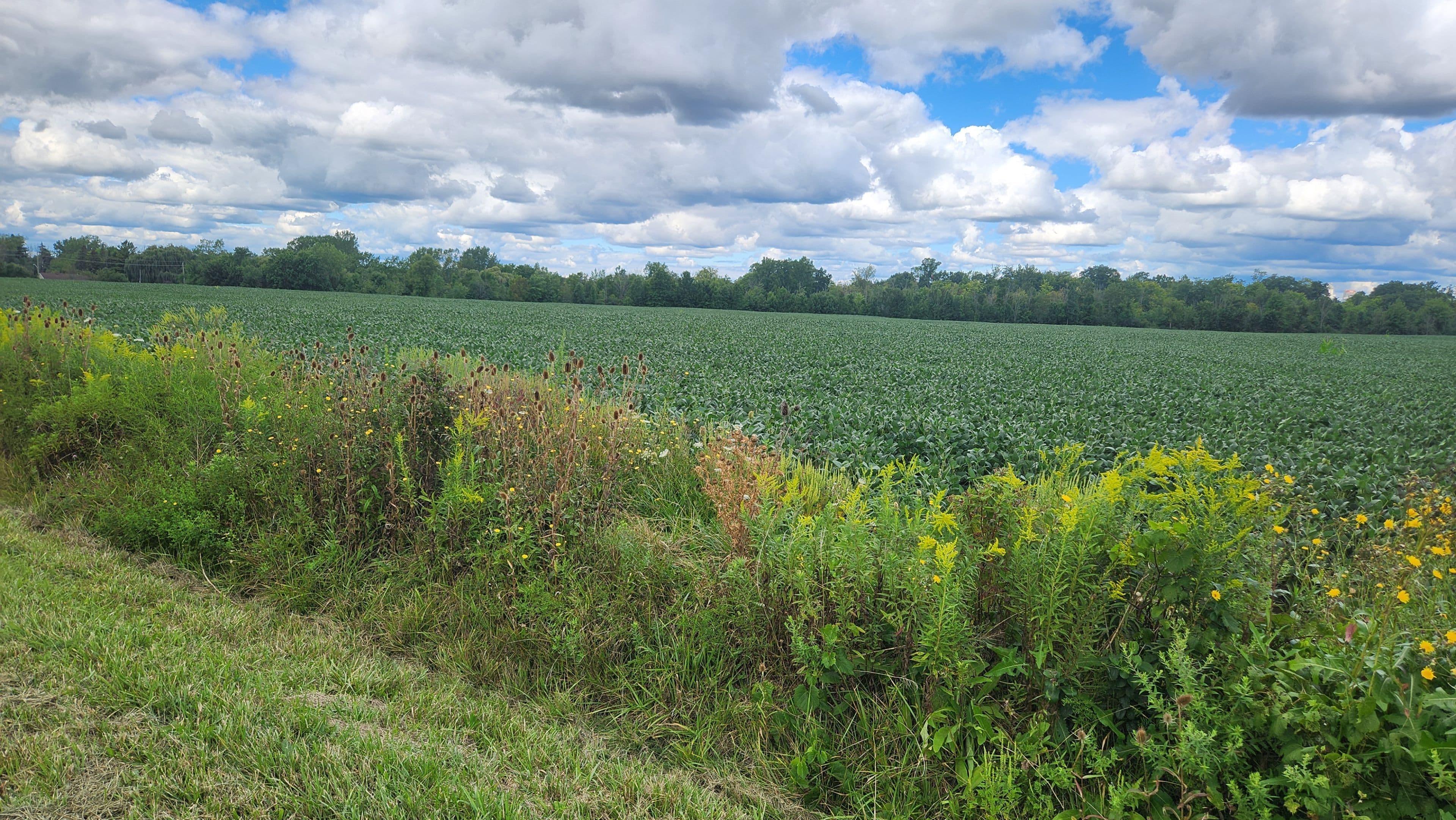 2651 Wessel Drive, Pelham, ON L2R 6P7