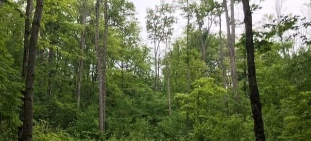 1154 Delia Road, Bracebridge, ON P0B 1L0