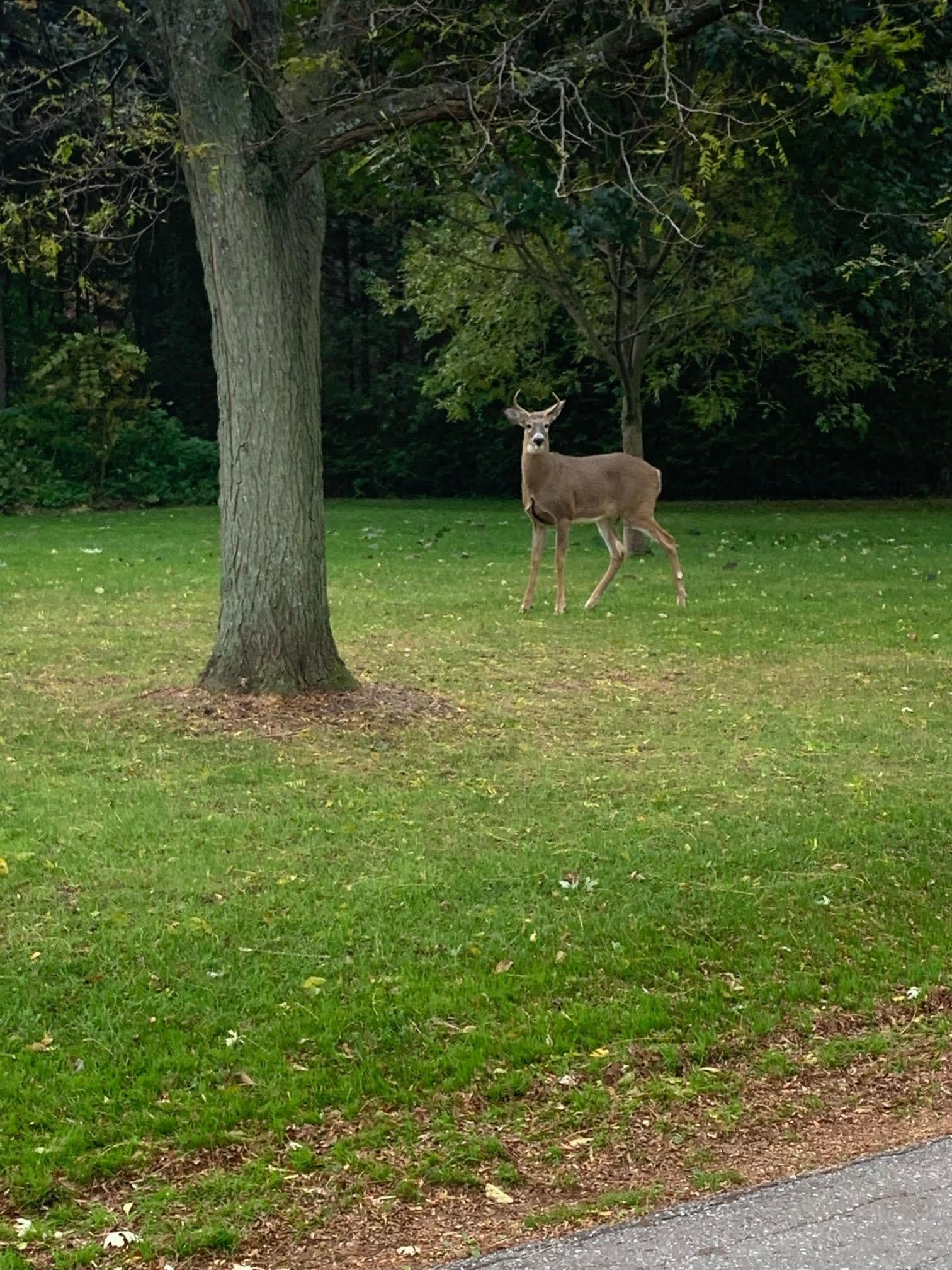 21 Faircroft Boulevard, Toronto E08, ON M1M 2W9