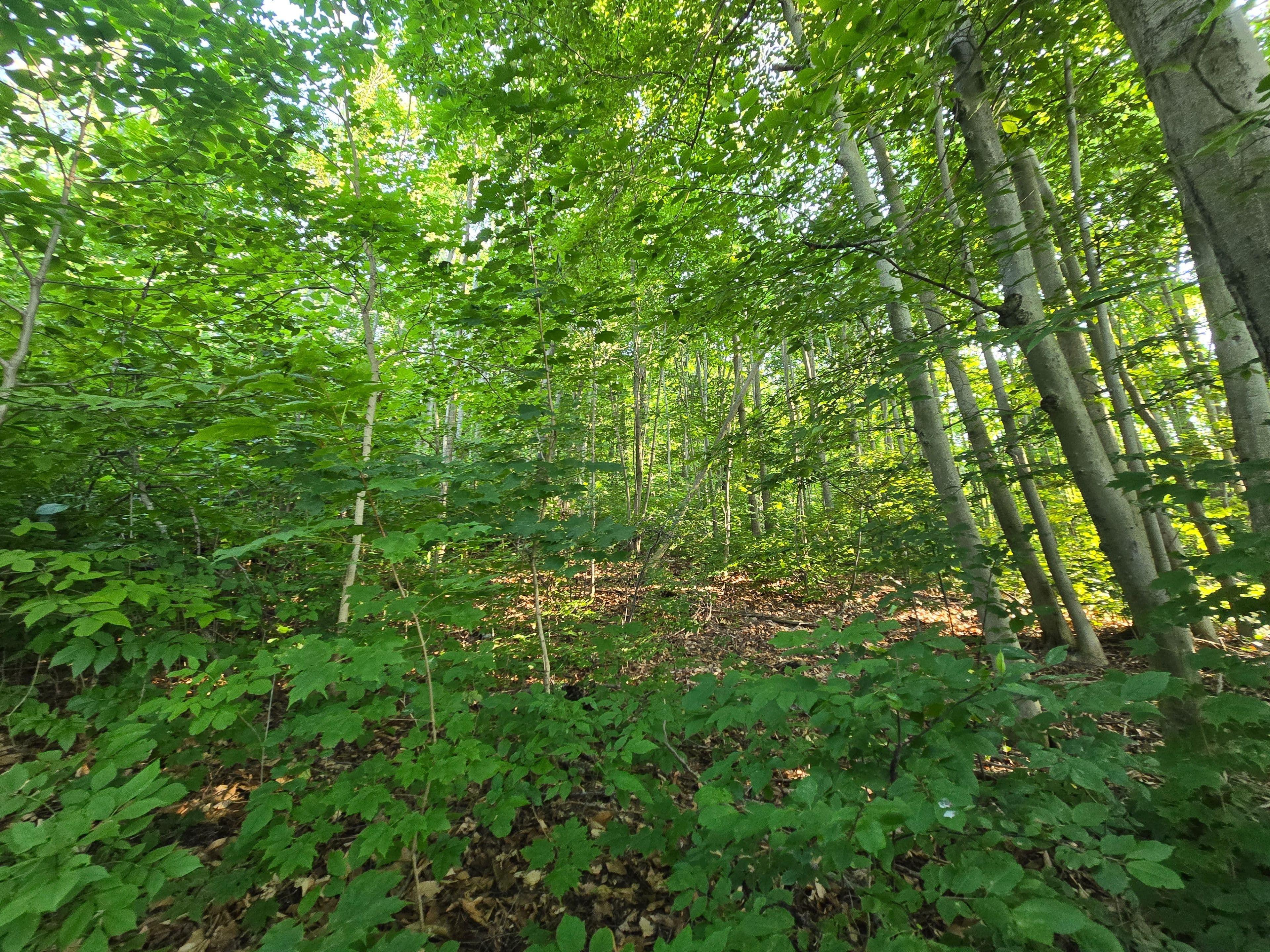 126 Old Highway 26 Highway, Meaford, ON N4L 1W7