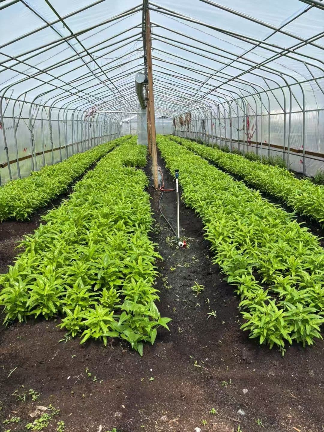 110 Aileen Avenue, King, ON L3Y 4V9